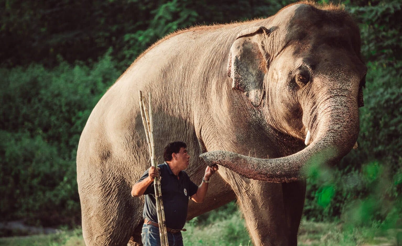 The Story Of Kaavan